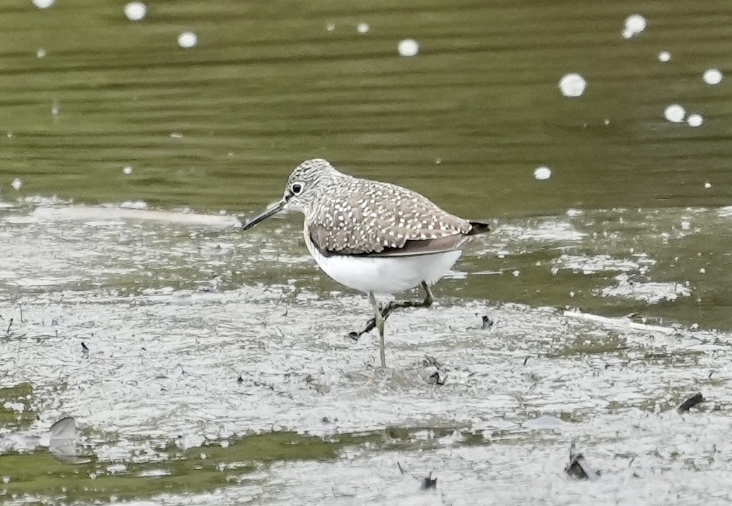 Andarríos Solitario - ML633372049