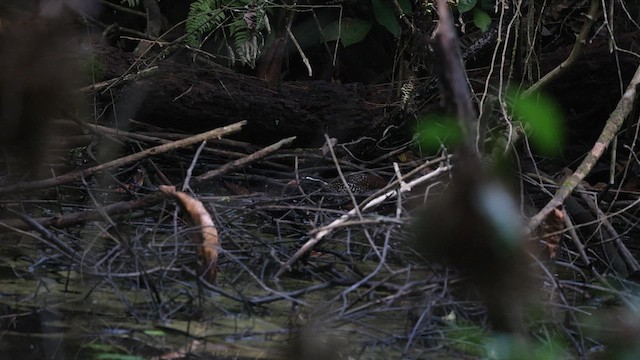 African Finfoot - ML633372070