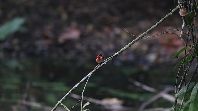 White-bellied Kingfisher - ML633372072