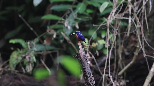 ルリハシグロカワセミ - eBird