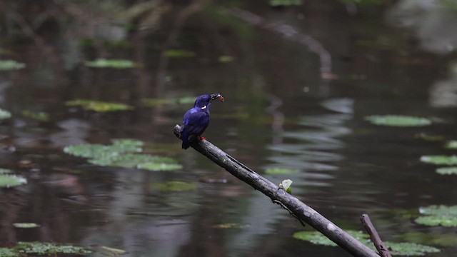 Shining-blue Kingfisher - ML633372075
