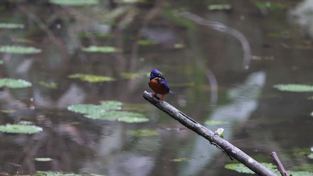 Shining-blue Kingfisher - ML633372111