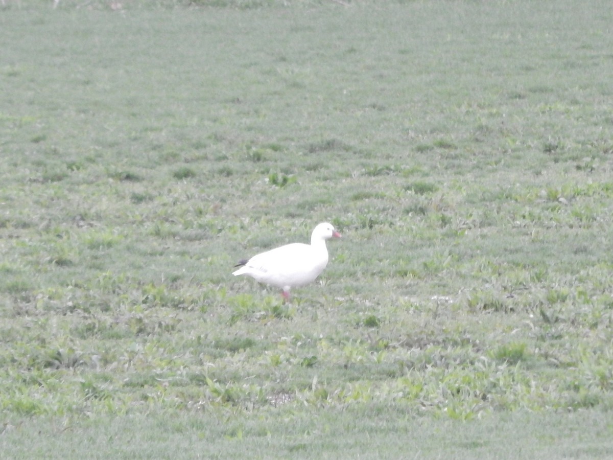 Ross's Goose - ML633372114