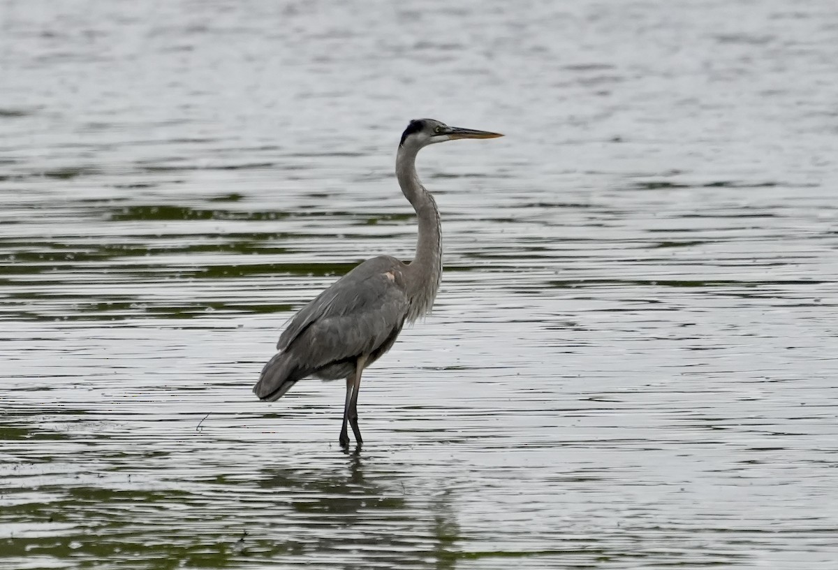 Garza Azulada - ML633372130