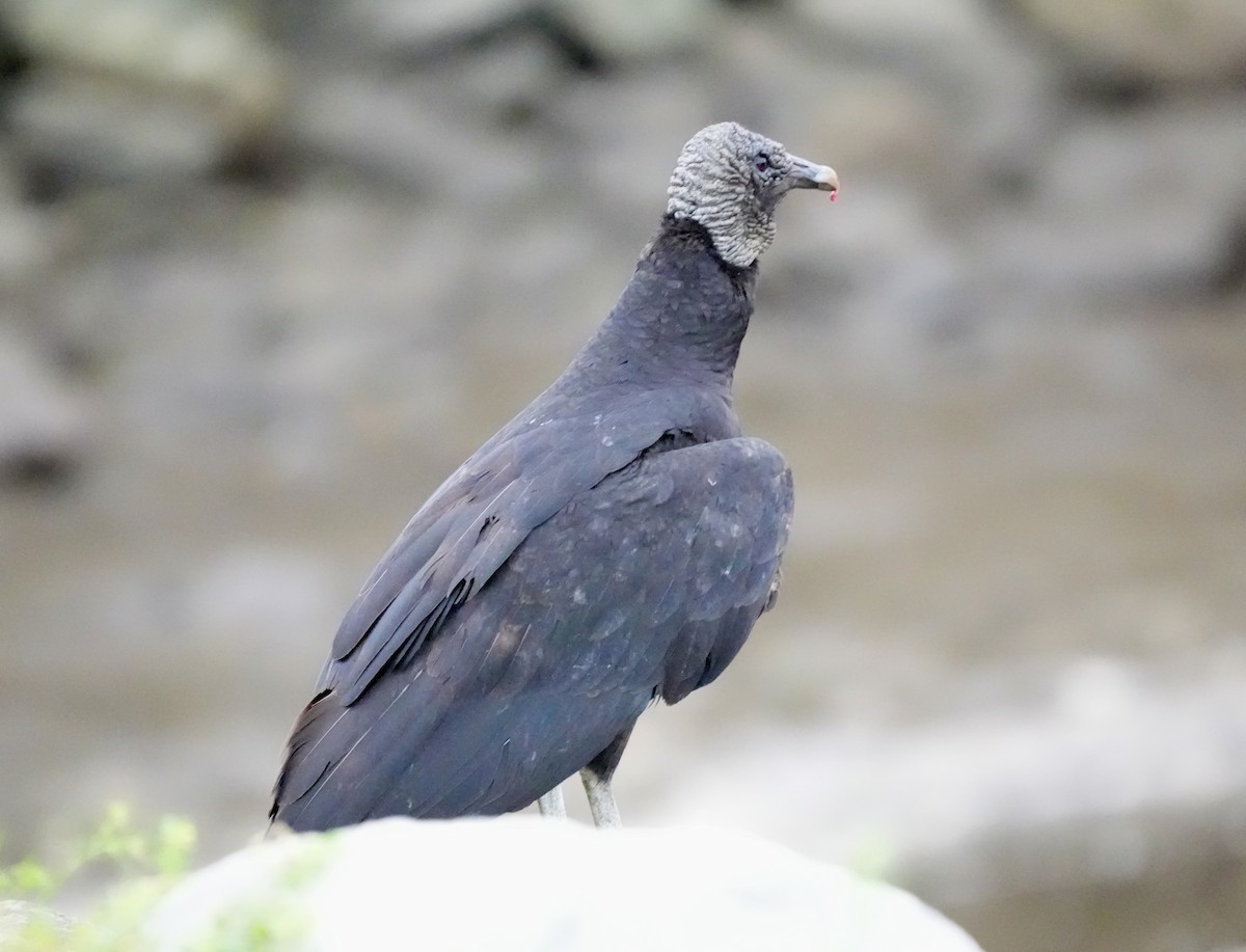 Zopilote Negro - ML633372136