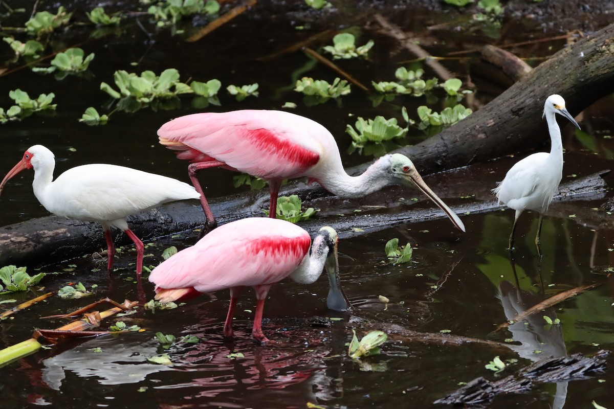 Roseate Spoonbill - ML633372159