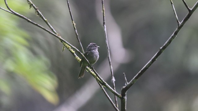 Dusky-blue Flycatcher - ML633372170
