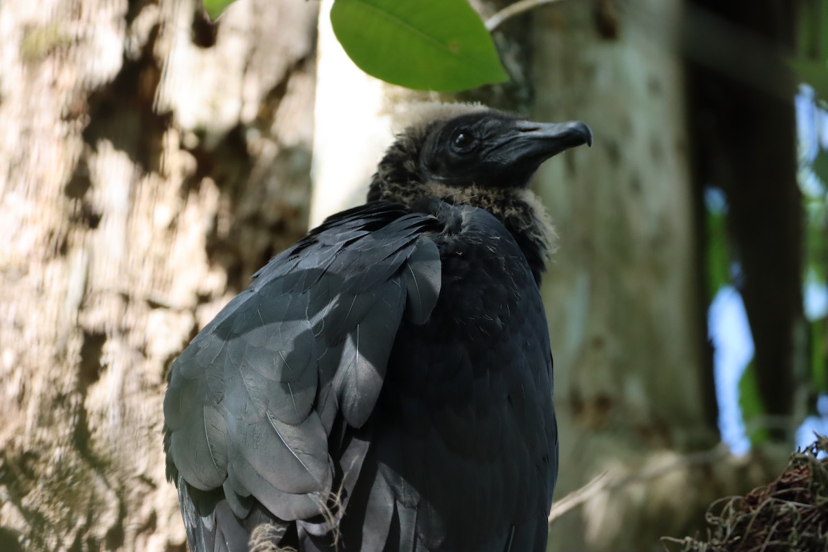 Black Vulture - ML633372176