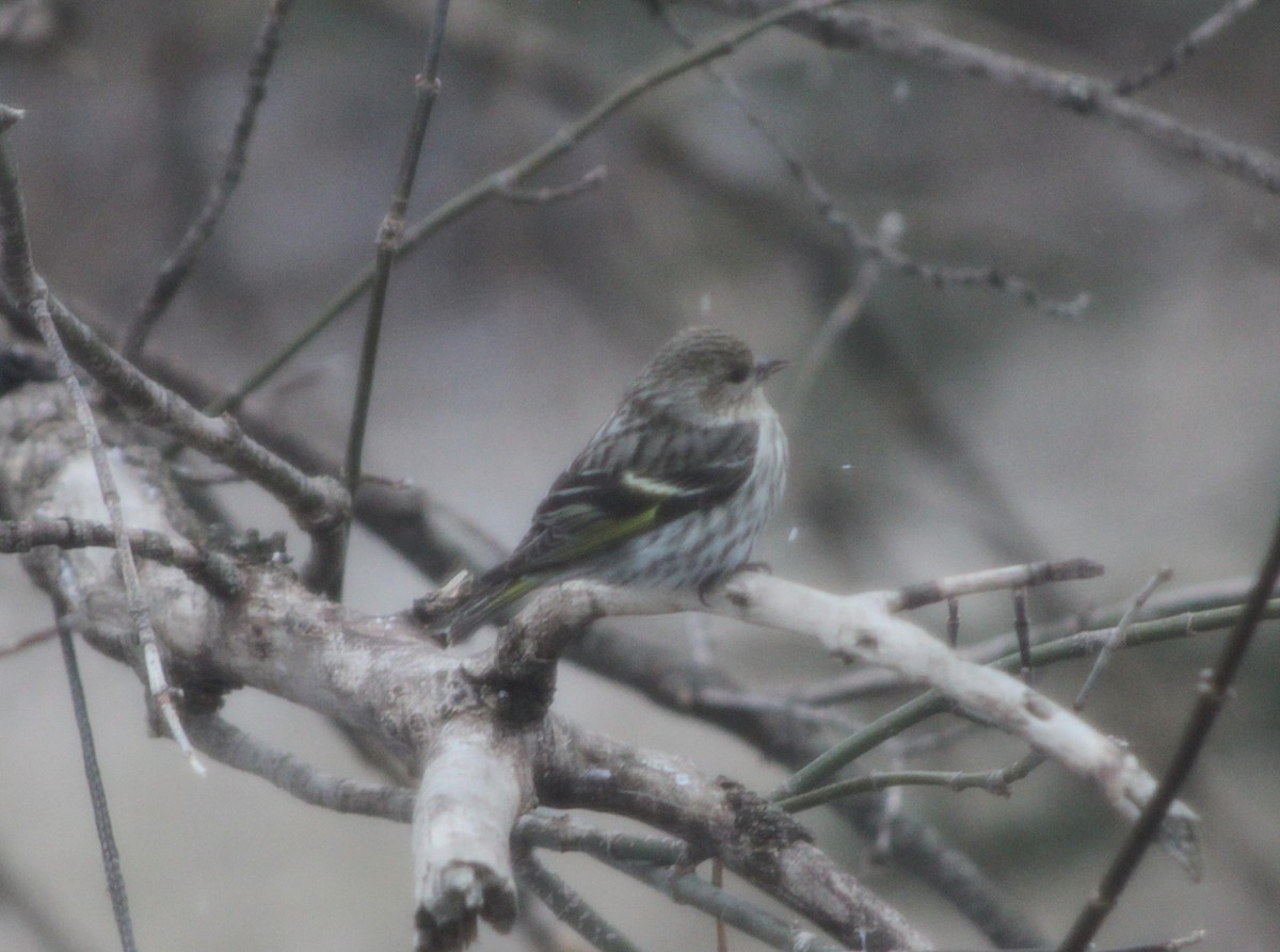 Pine Siskin - ML633372177