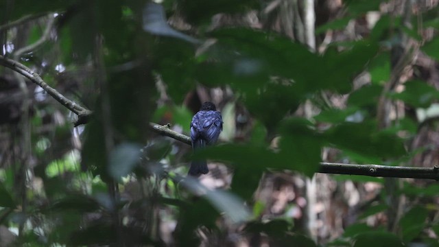 Shining Drongo - ML633372185