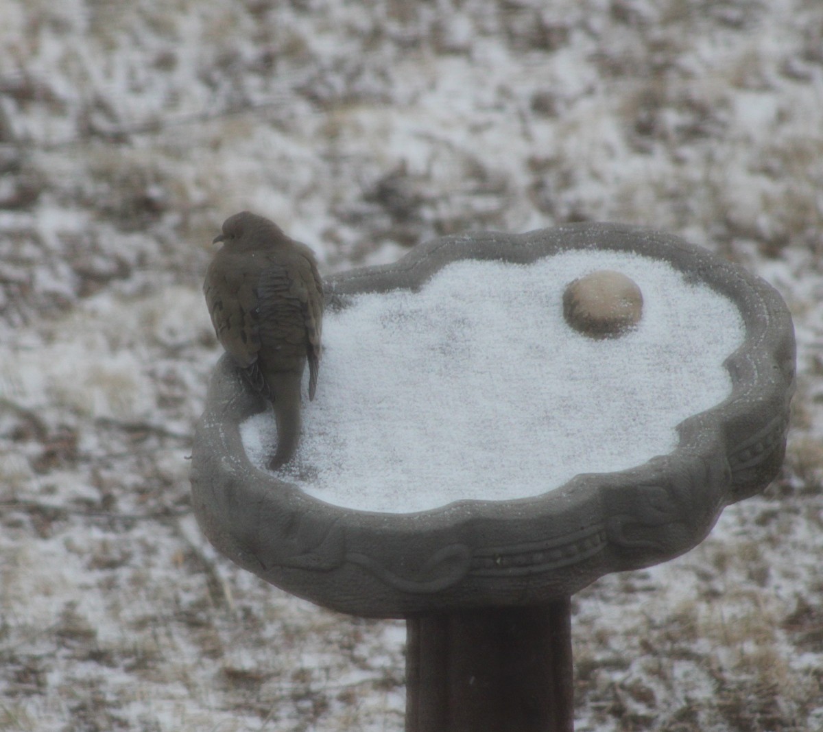 Mourning Dove - ML633372190