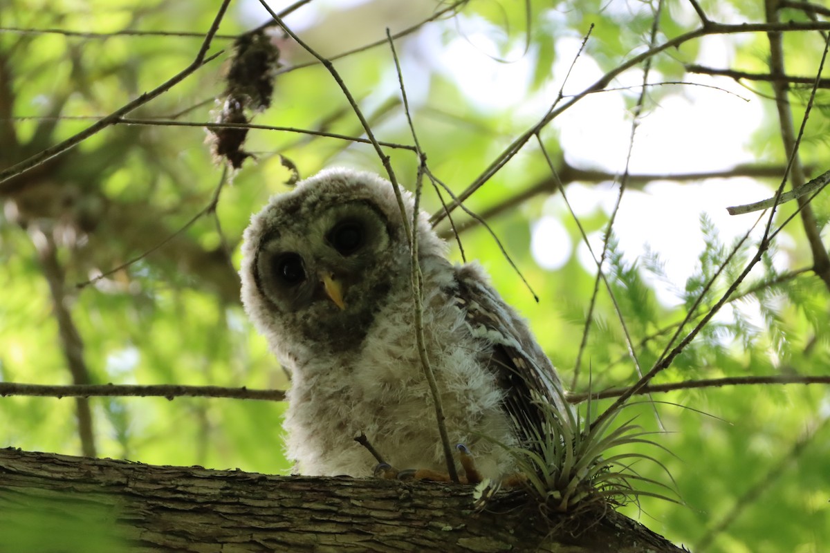 Barred Owl - ML633372191