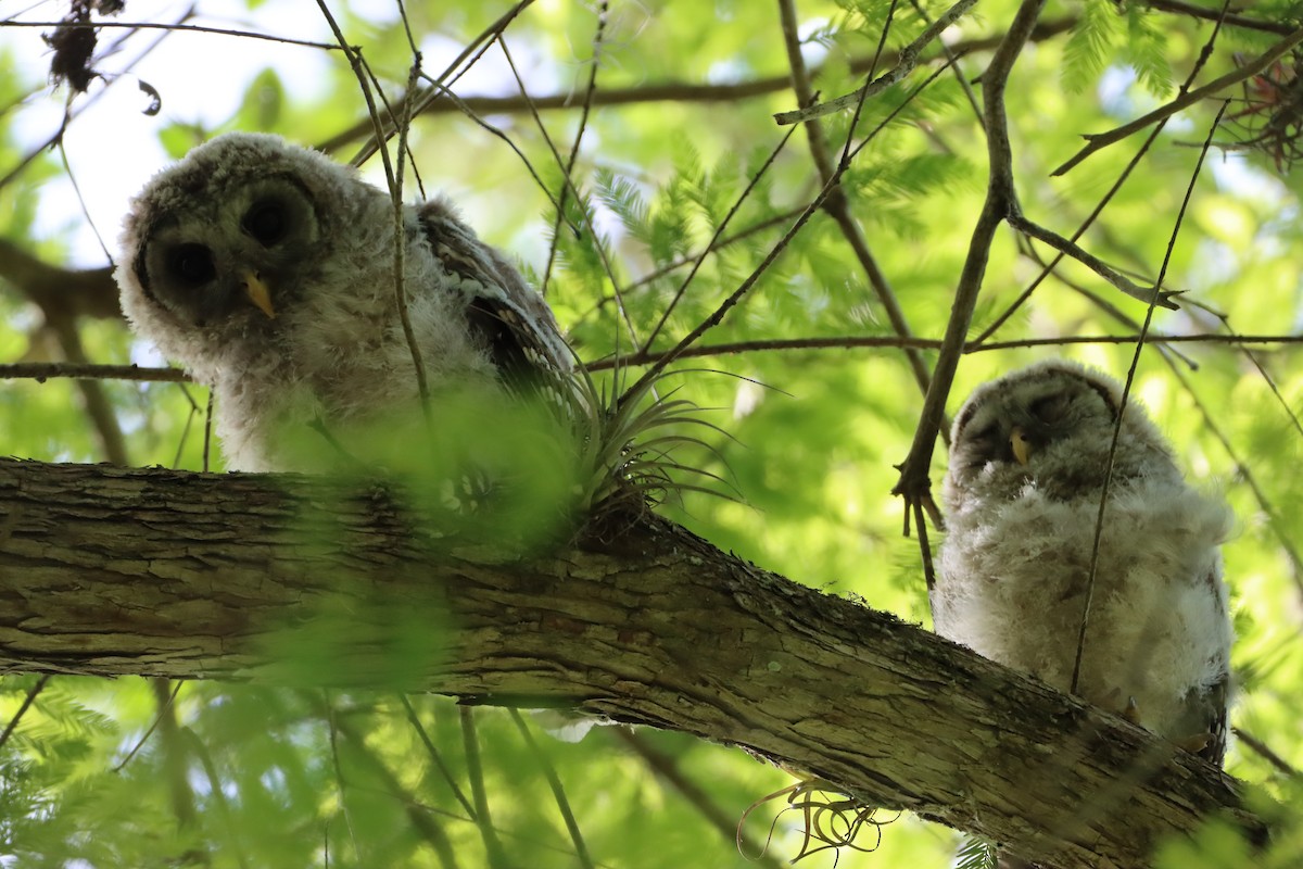 Barred Owl - ML633372192