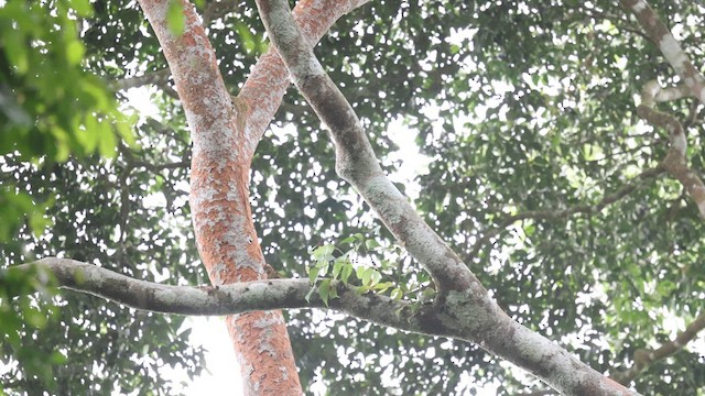 Brown-eared Woodpecker (Western) - ML633372196