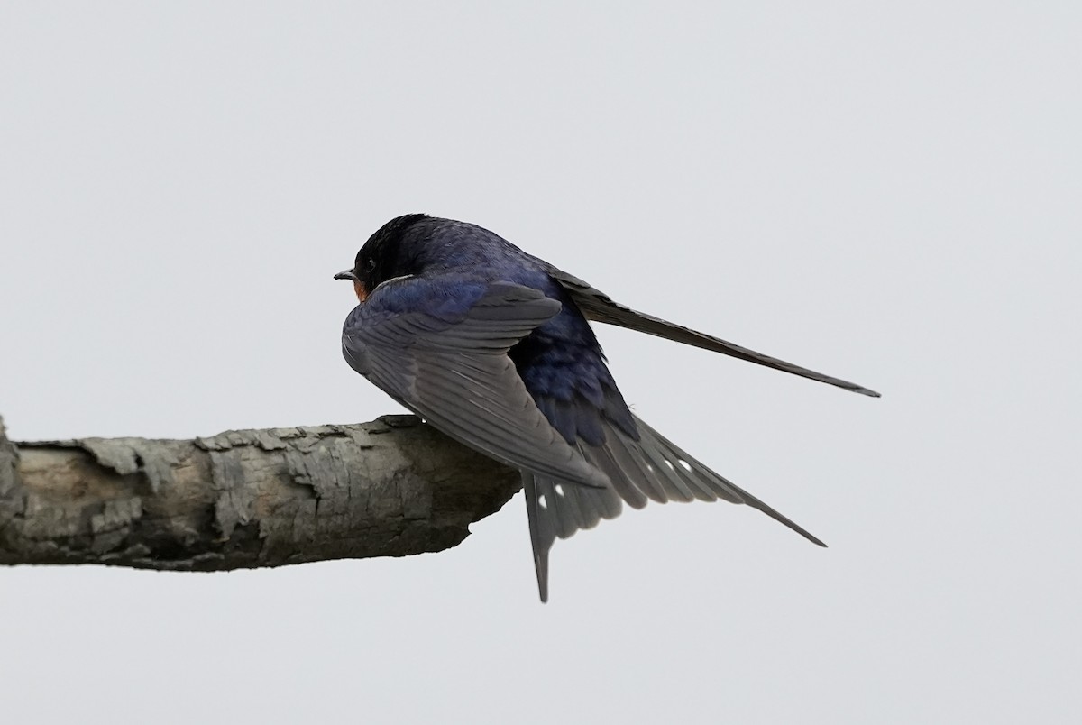 Golondrina Común - ML633372198