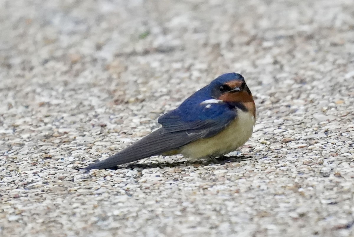 Golondrina Común - ML633372199