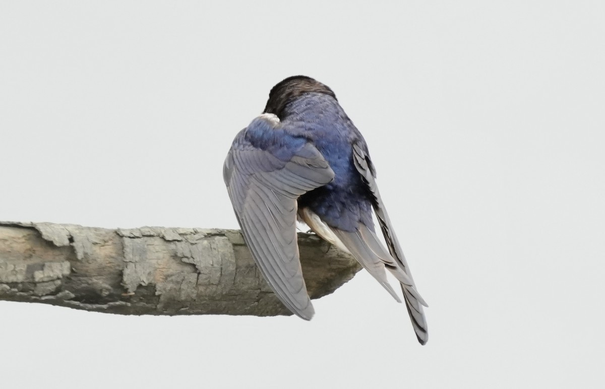 Golondrina Común - ML633372200