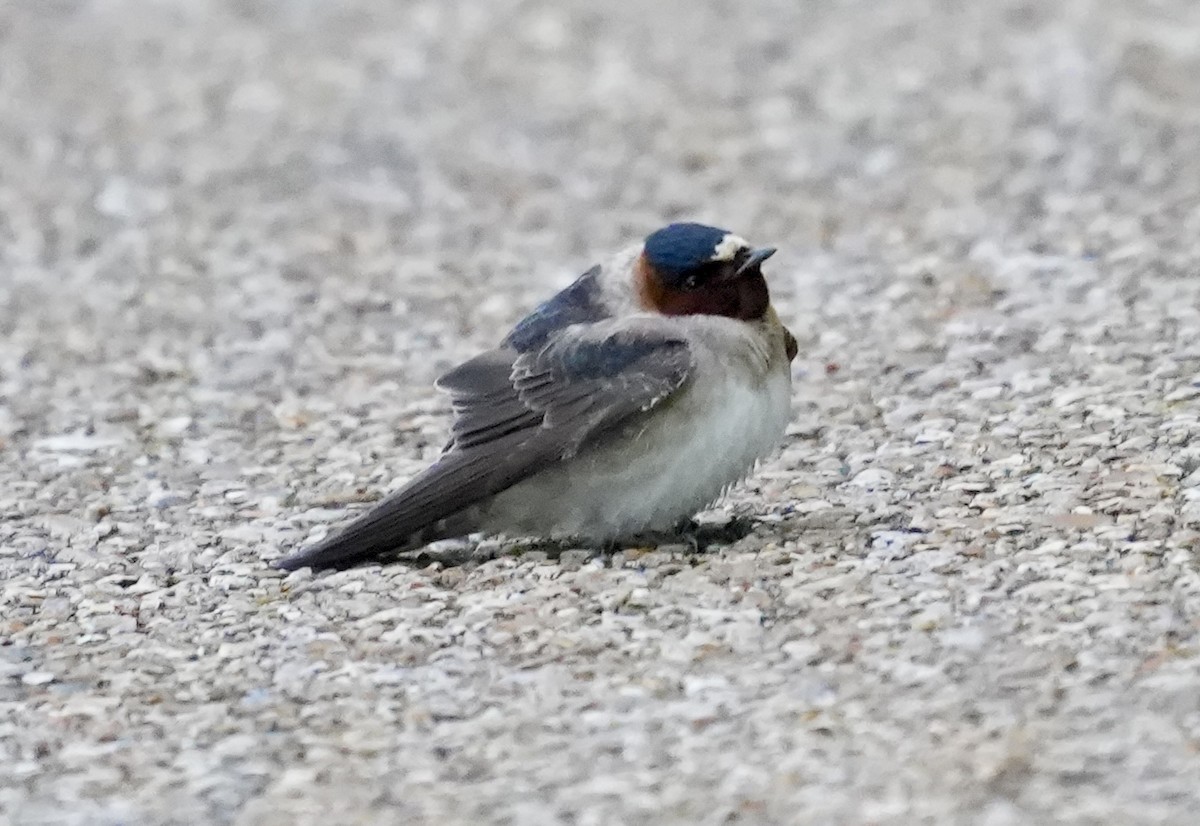 Golondrina Risquera - ML633372205