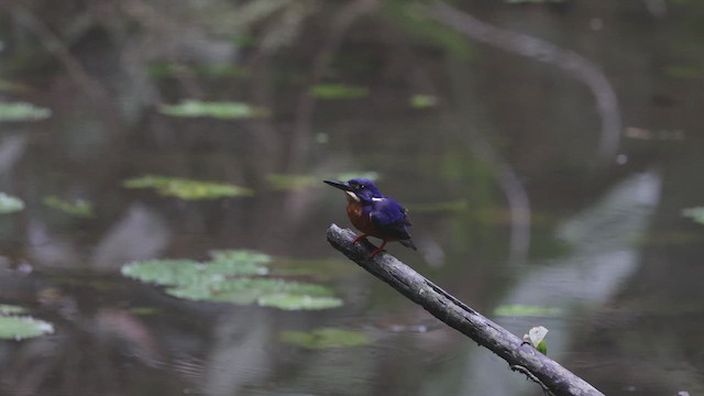 Shining-blue Kingfisher - ML633372206