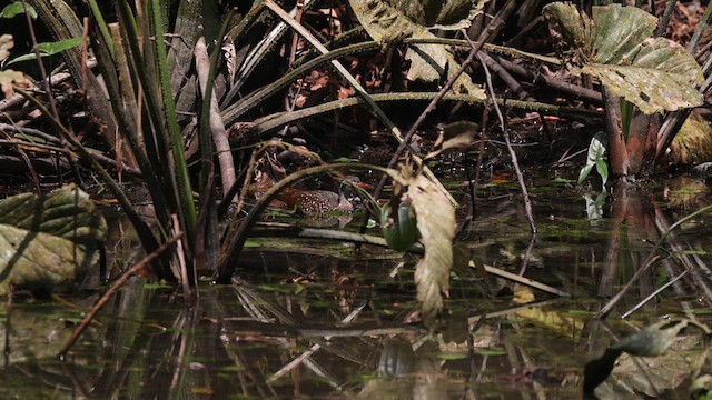 African Finfoot - ML633372214