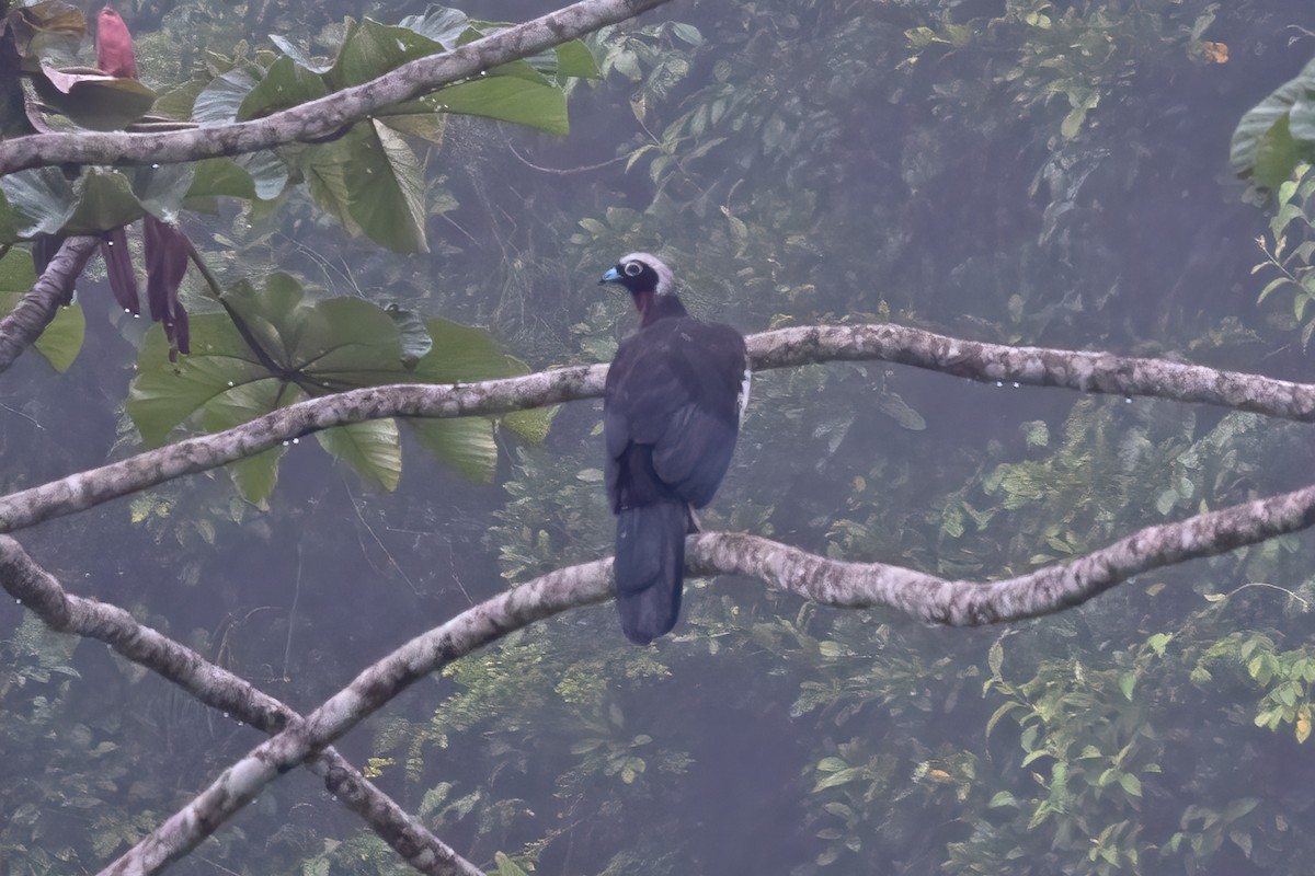 Black-fronted Piping-Guan - ML633372215