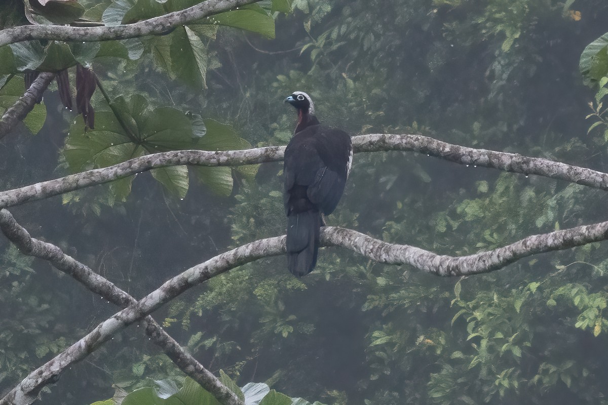 Black-fronted Piping-Guan - ML633372216