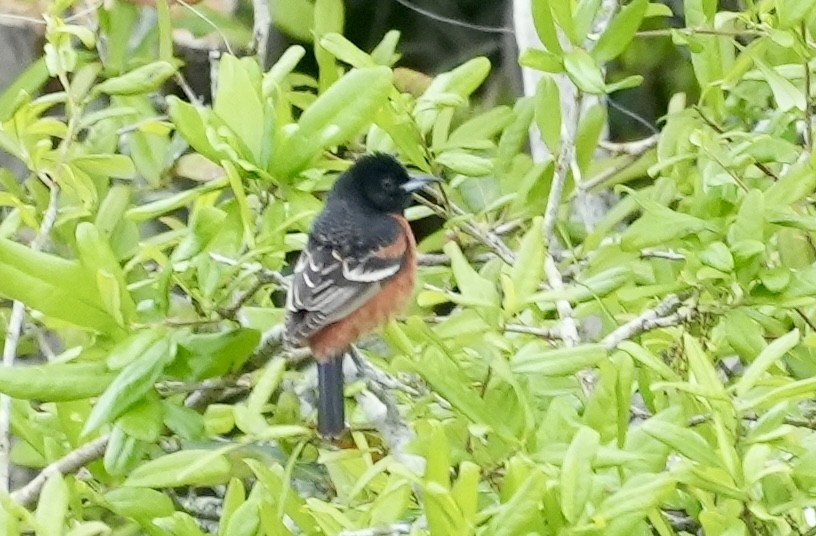 Turpial Castaño - ML633372223