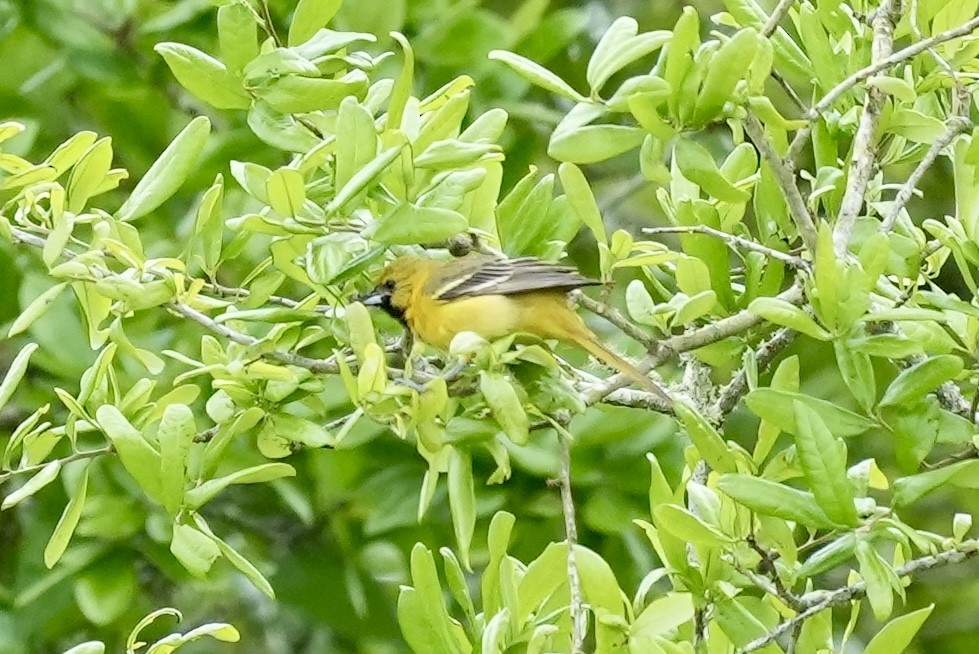 Turpial Castaño - ML633372224