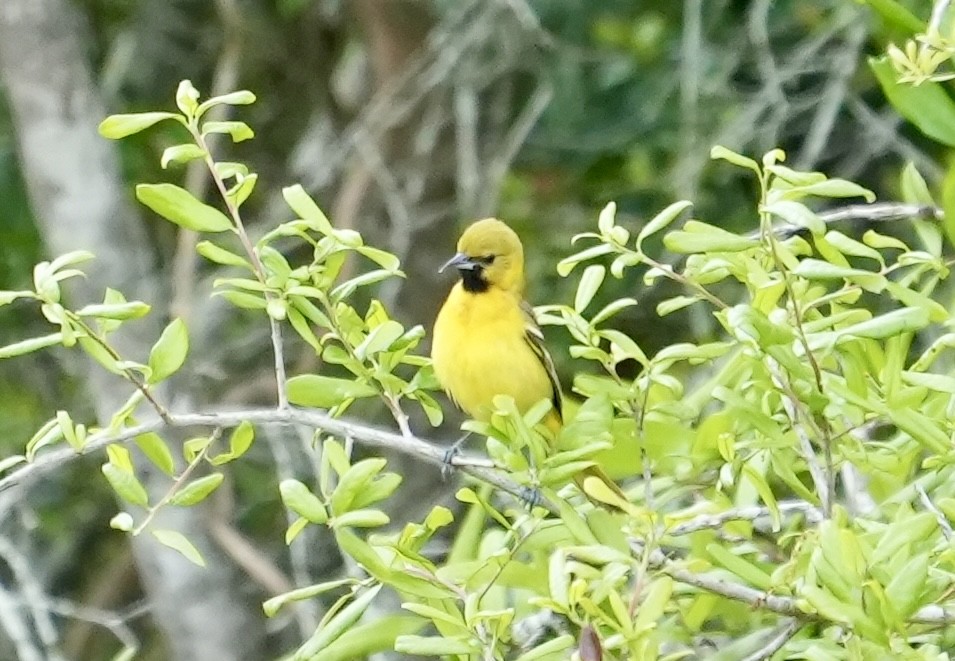 Turpial Castaño - ML633372225