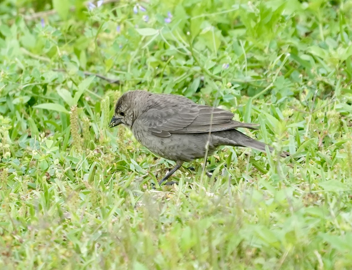Tordo Cabecipardo - ML633372240