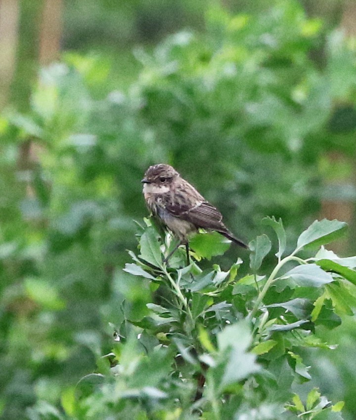 Amur Stonechat - ML633372248