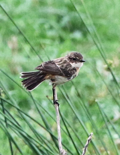 Amur Stonechat - ML633372249