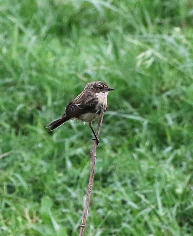 Amur Stonechat - ML633372250