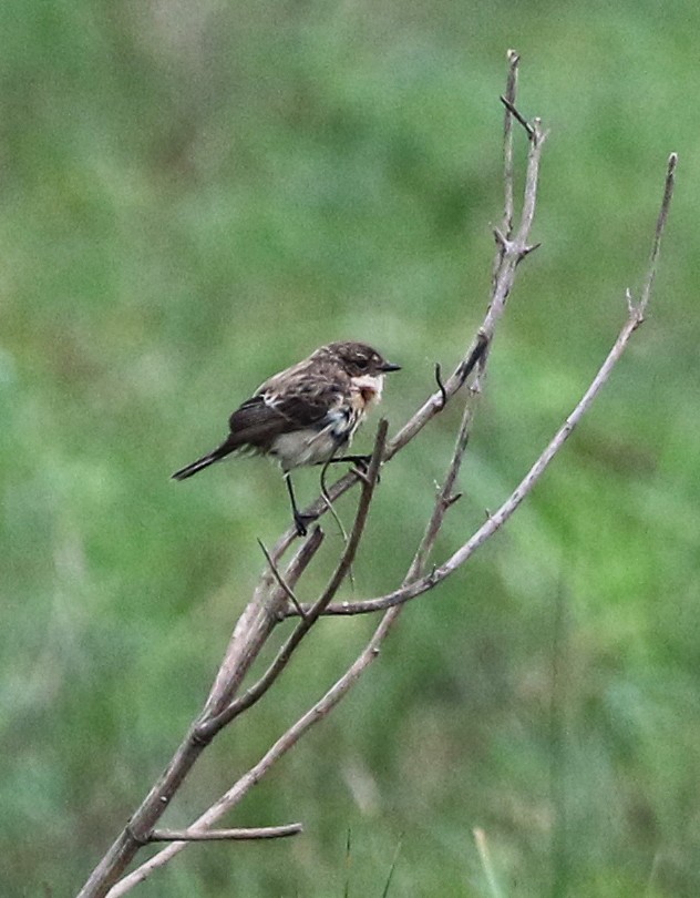 Amur Stonechat - ML633372251