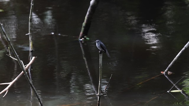 Cassin's Flycatcher - ML633372275