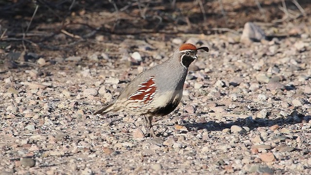 Gambel's Quail - ML633372299