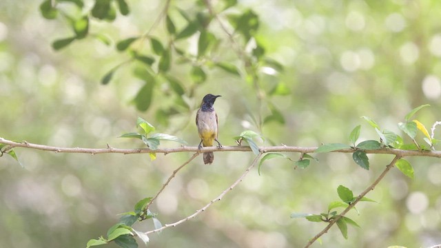 Reichenbach's Sunbird - ML633372300