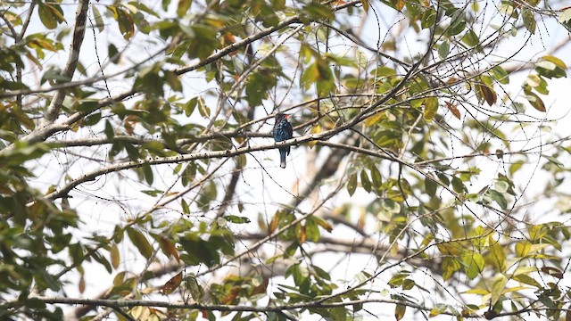 Black Bee-eater - ML633372313