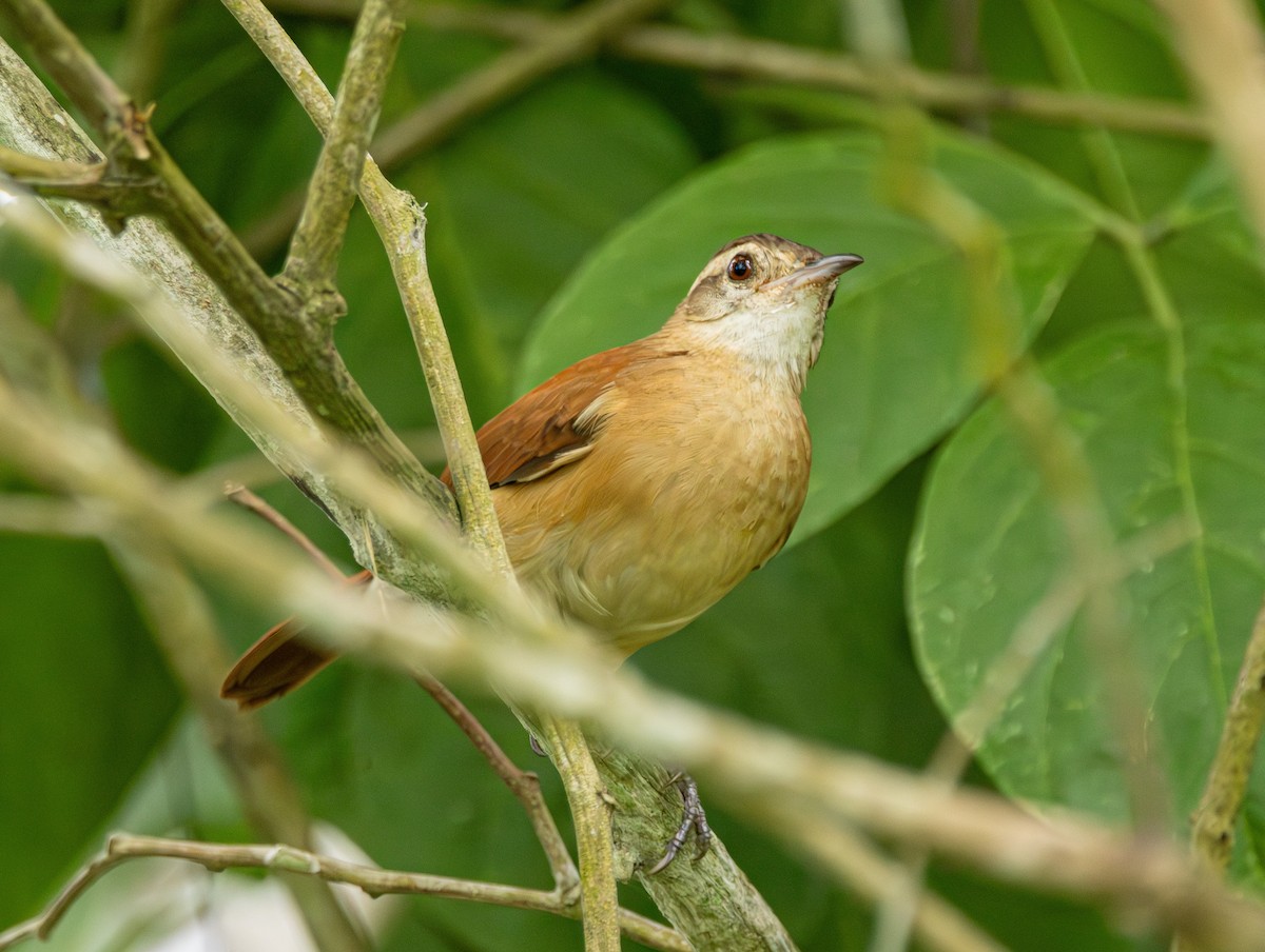 Lesser Hornero - ML633372327