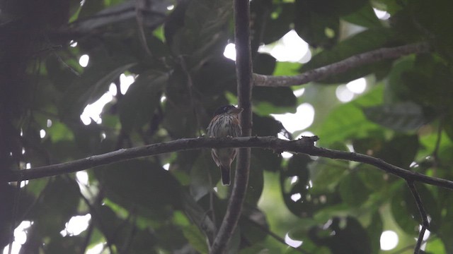 Rufous-sided Broadbill - ML633372431