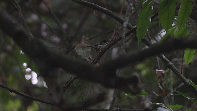 Rufous-sided Broadbill - ML633372434
