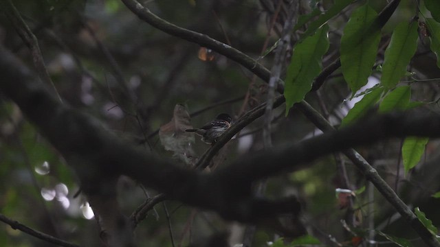 Rufous-sided Broadbill - ML633372437