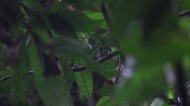 Rufous-sided Broadbill - ML633372447