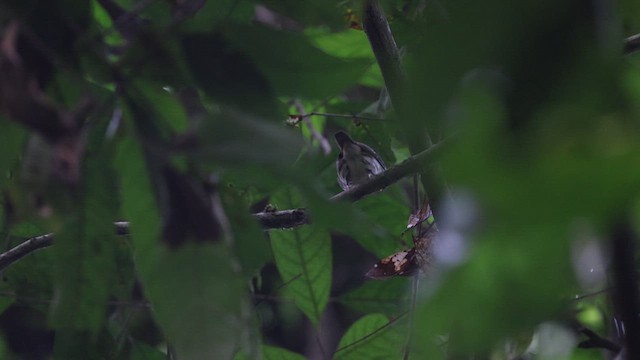 Rufous-sided Broadbill - ML633372469