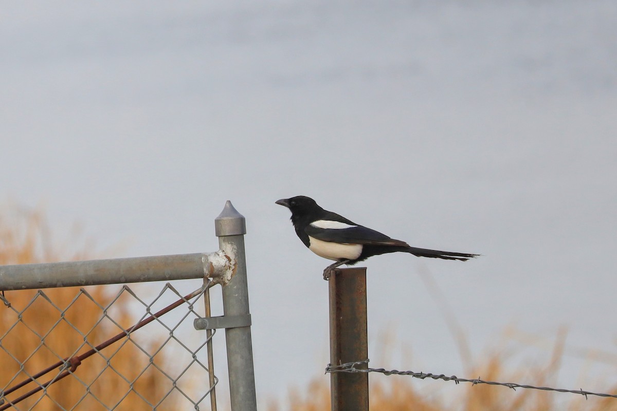 Black-billed Magpie - ML633372501