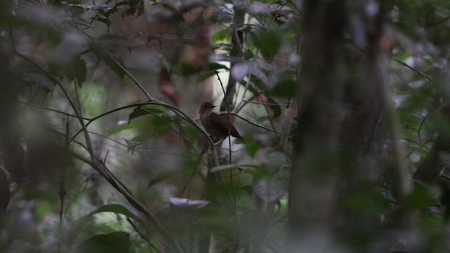 Rufous-winged Illadopsis - ML633372577