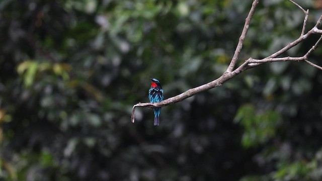 Black Bee-eater - ML633372591