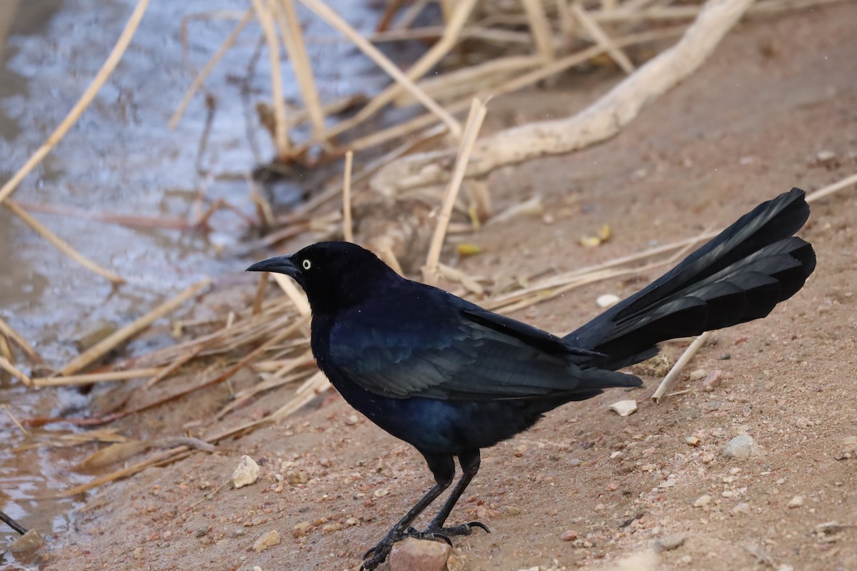 Great-tailed Grackle - ML633372628