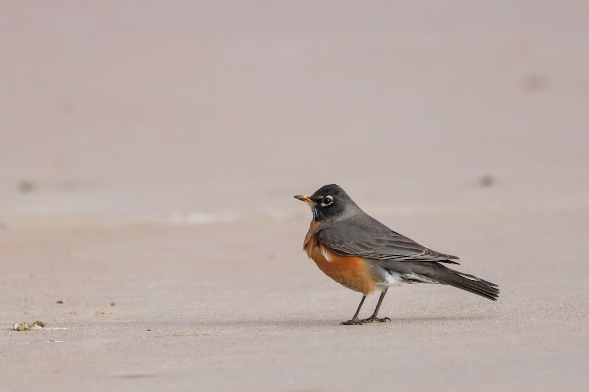 American Robin - ML633372650