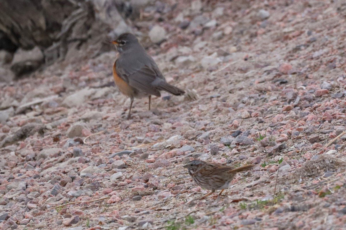 Song Sparrow - ML633372659